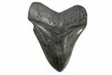 Fossil Megalodon Tooth - South Carolina #168025-2